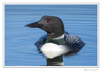loon 4 copy.jpg